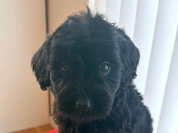 Labradoodle · Vittsjö · Fluffssons