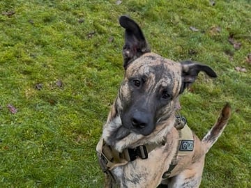 Blandras: Cane corso, Belgisk vallhund – malinois · Hyltebruk · Emilijohansson .