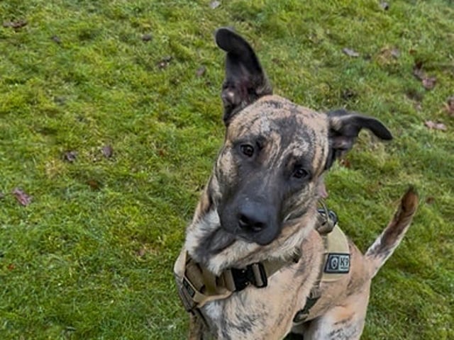 Cane Corso / Belgisk Malinois