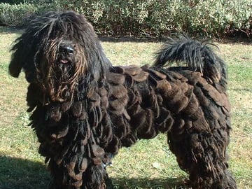 Bergamasco