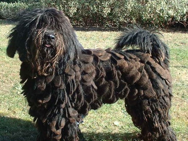 Bergamasco