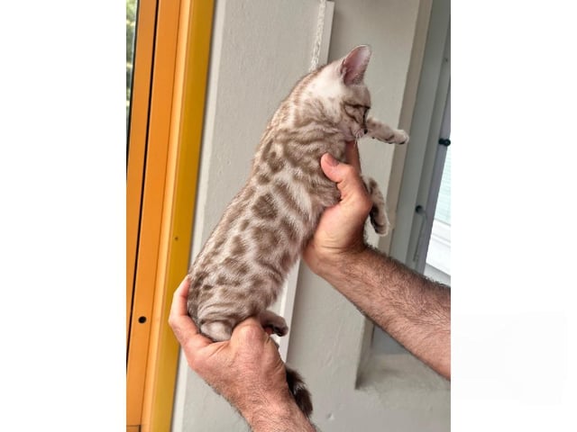 Bengal