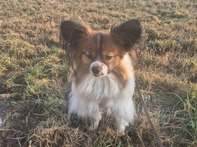 Papillon