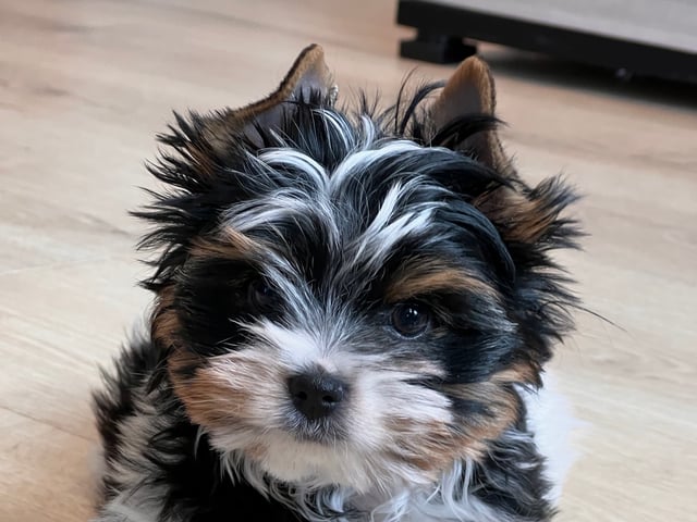 Biewer terrier