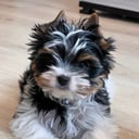 Biewer terrier