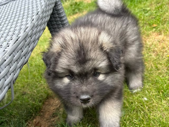 Keeshond