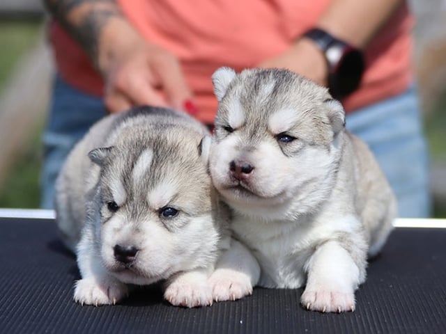 Siberian husky