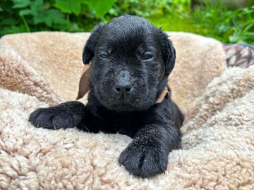 Labrador retriever · Svorkmo · Lyonette