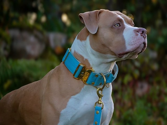 American bully valpar