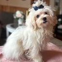 Maltipoo