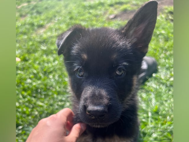 Tysk Schäferhund