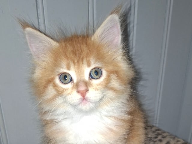 Kattunge: Hona 1