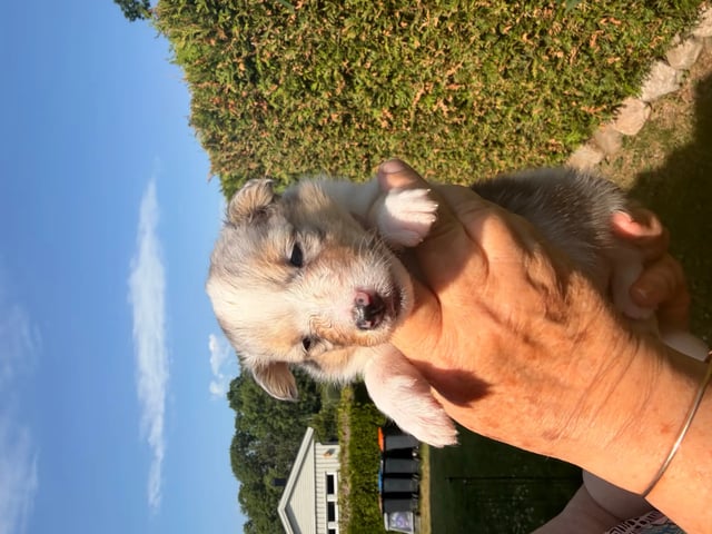 Shetland sheepdog