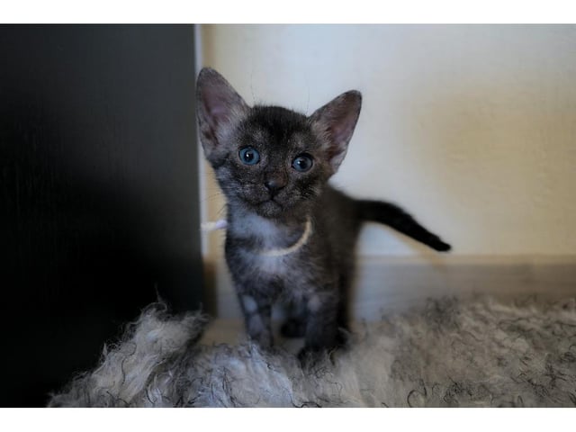 Egyptisk Mau