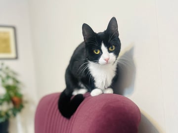 Exotic Shorthair · Karlstad · Aydeh N.