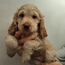 Cockerpoo