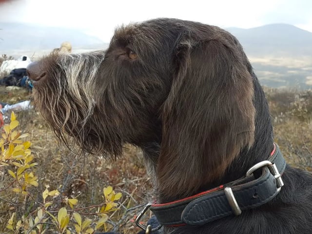 Vorstehhund