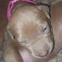 American Bully