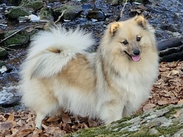 Stjärnspirans kennel