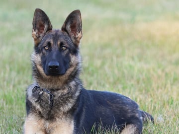 Kennel Snibor Anzi