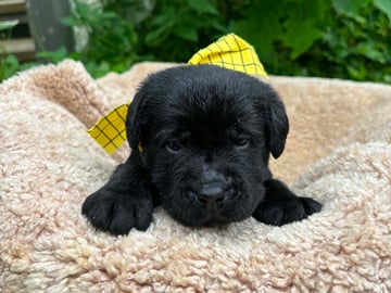 Labrador retriever · Svorkmo · Lyonette