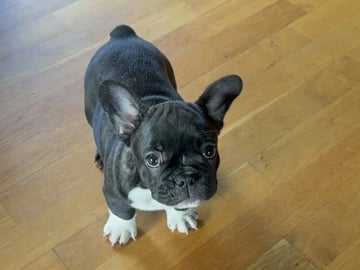 Fransk bulldog · Sandnes · Beatrice Aase-Myrén