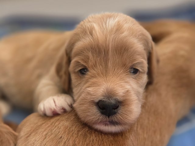 Lyckornaslabradoodle