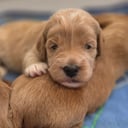 Labradoodle