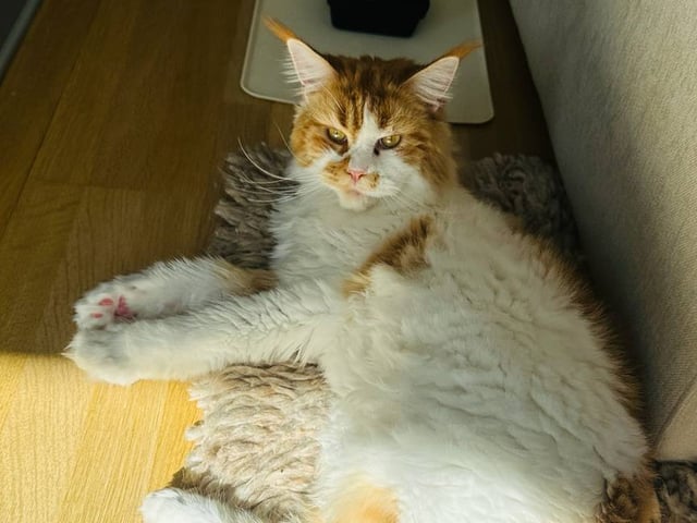 Maine Coon