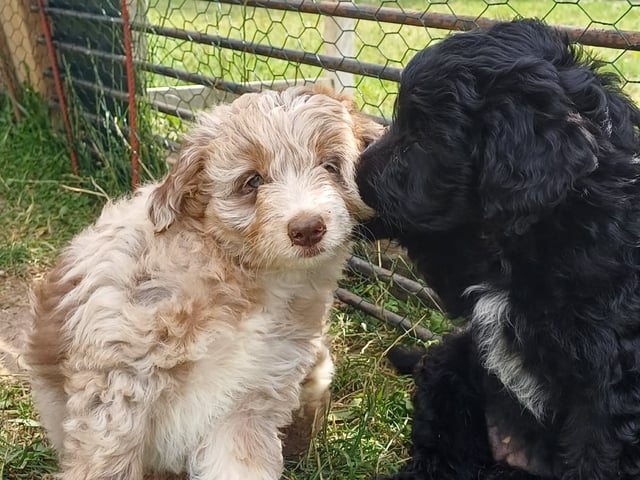 Aussiedoodle