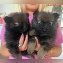 Pomeranian