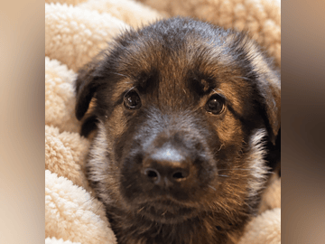Schäferhund · Liden · Snömarkens