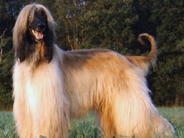 Afghan Hound