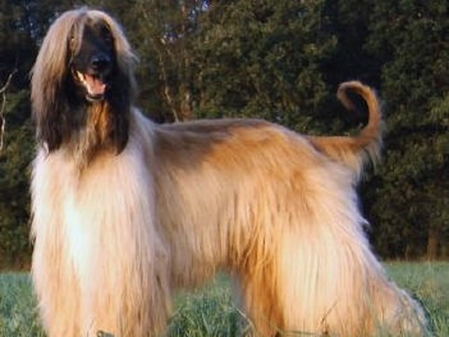 Afghansk mynde