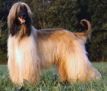 Afghansk mynde