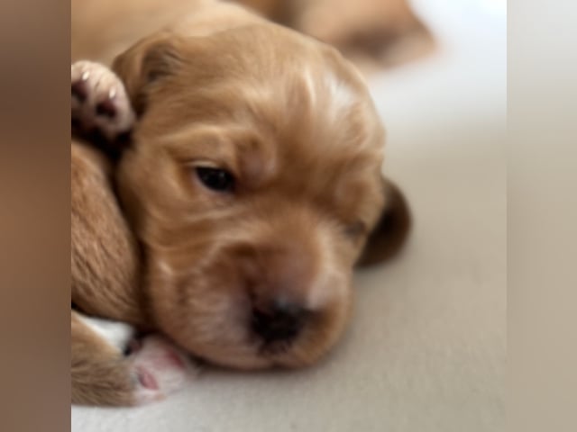 Cockapoo · Fornebu · Kaja F.