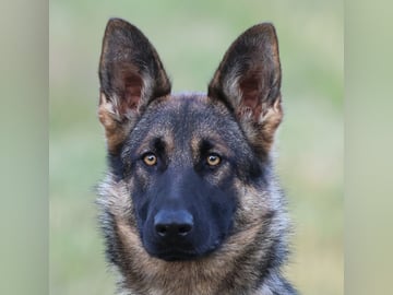 Kennel Snibor Anzi