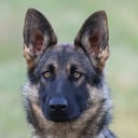 Schäferhund