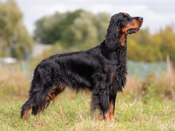 Gordon Setter