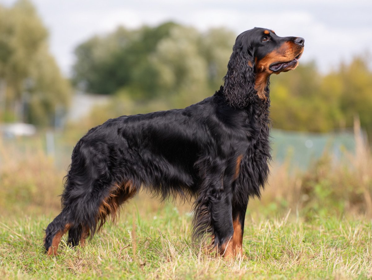 Gordon setter