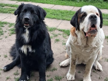 Newfoundland/Landseer/SanktBernard · Malmö · Kristina P.