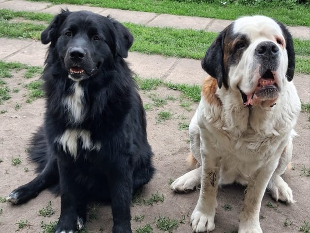 Newfoundland/Landseer/SanktBernard · Malmö · Kristina P.
