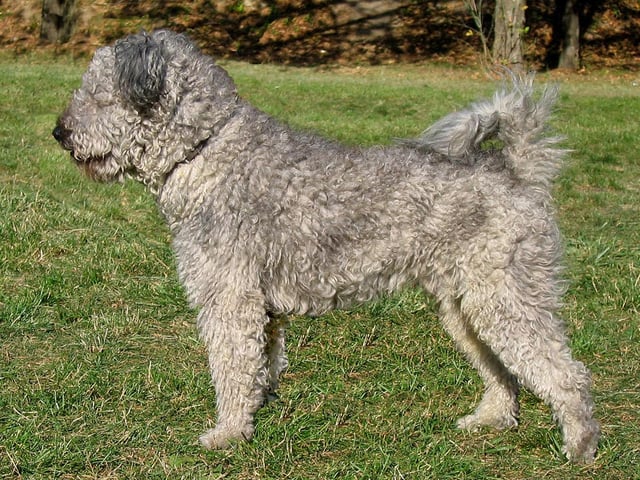 Pumi