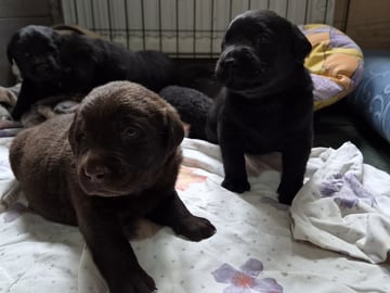 Labrador retriever · Våxtorp · Lab Marrone´s