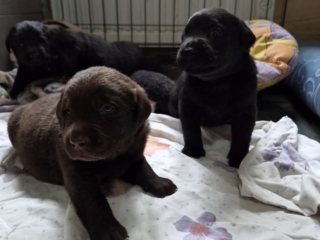 Labrador retriever · Våxtorp · Lab Marrone´s