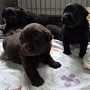 Labrador retriever