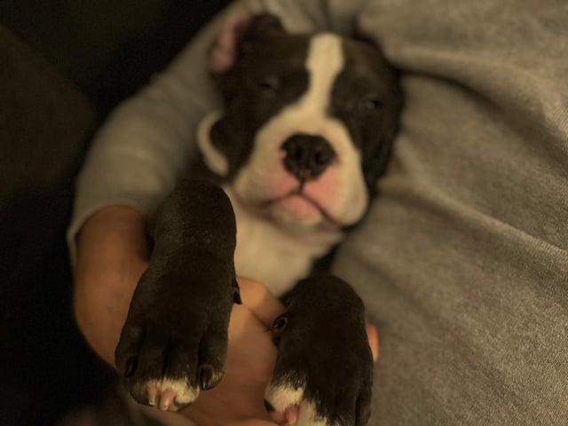 American bully