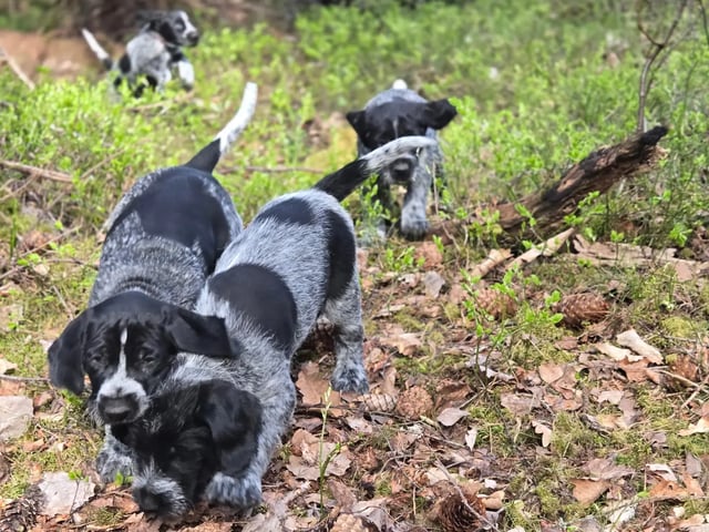 Vorstehhund