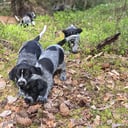 Vorstehhund