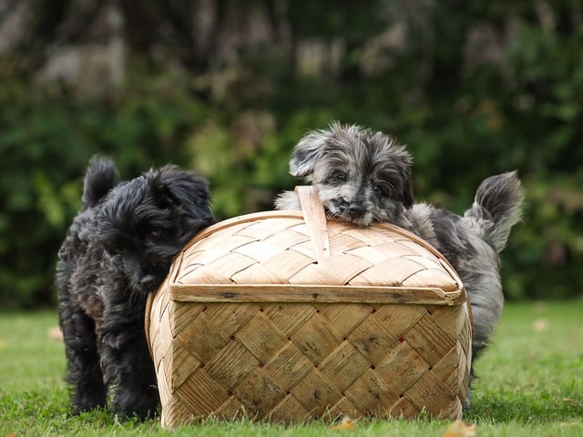 Berger des Pyrenees a poil long · Tierp · Kennel Dirgis